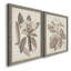Antique sépia botanics VIIP, toile encadrée de qualité supérieure - prête à être accrochée-644339455-644339447