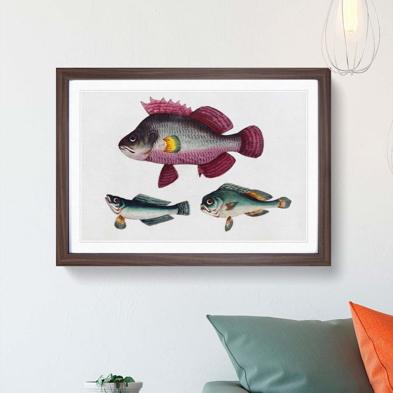 Assortment Of Fishes - Single Picture Frame Painting, Walnut, 24cm H x 33cm W x 2cm D