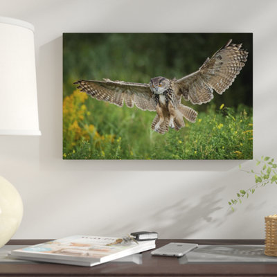 Eagle Owl Landing, Netherlands - Single Picture Frame Photograph on Framed Canvas