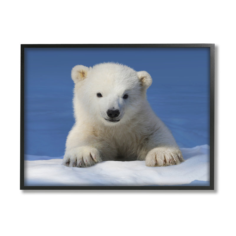 Bébé ours polaire regardant par Shane Lamb, H 11 po x l 14 po x P 1,5 po, Giclée encadrée noir minuit