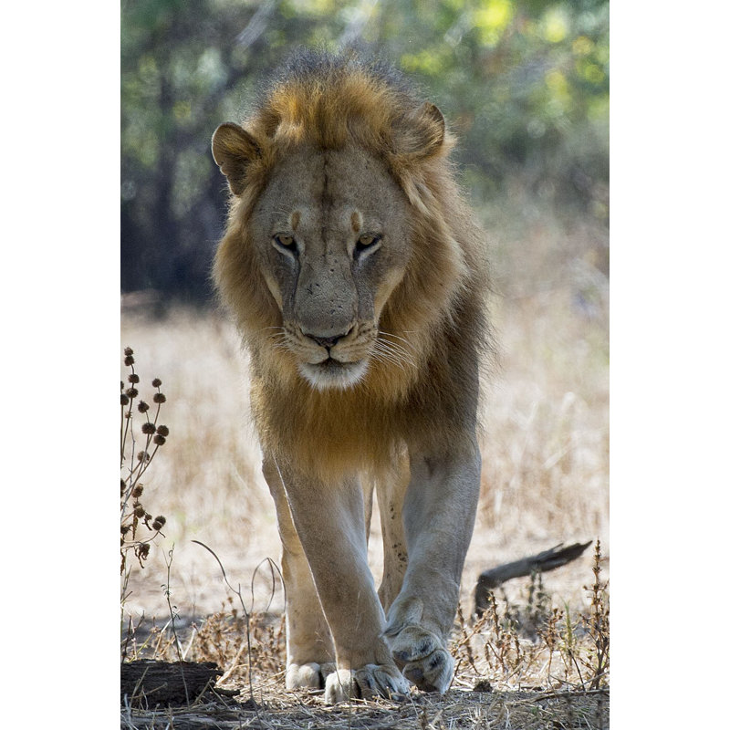 The King - Wrapped Canvas Art Prints, 30cm H x 20cm W