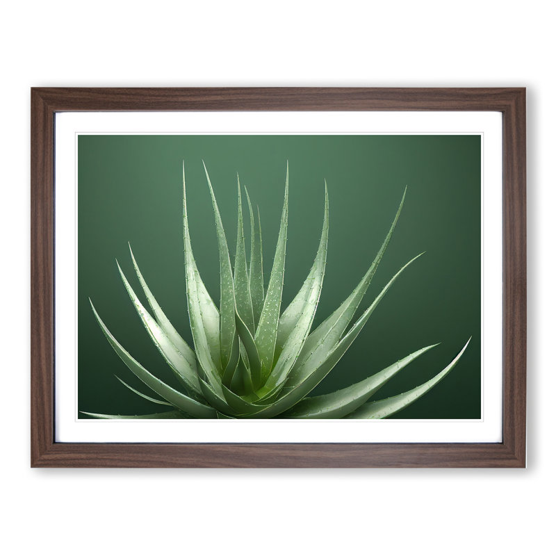 Stunning Aloe Vera Plant - Single Picture Frame Print, 34cm H x 46cm W x 2cm D, Walnut