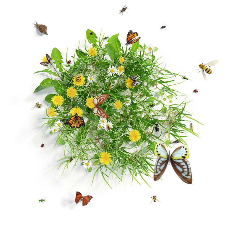 Summer Meadow With Flowers by Slav - Wrapped Canvas Print, 30cm H x 30cm W x 3.8cm D