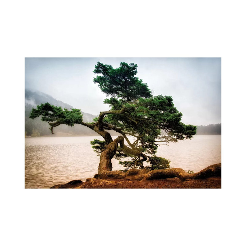 Orcas Island Pine by MScottPhotography - Wrapped Canvas Print, 45.72cm H x 66.04cm W x 1.9cm D