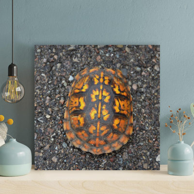 " A Turtle Shell With Orange Pattern On The Road - 1 Piece Square Graphic Art Print On Wrapped Canvas " Painting Print