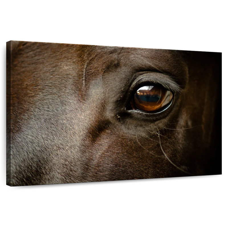 Brampt œil de cheval noir