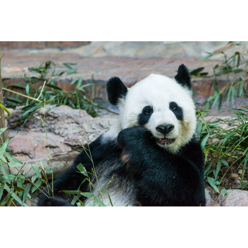 Panda - Wrapped Canvas Print, 30cm H x 46cm W x 3.8cm D