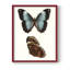 «Antique Blue Butterflies IV», reproduction encadrée - bois massif-647773188-647773689