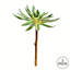 Tige de plante grasse