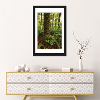 « pologne, lubelskie, roztocze national park, hêtre tree » par mikolaj gospodarek, reproduction d’impression sur toile tendue