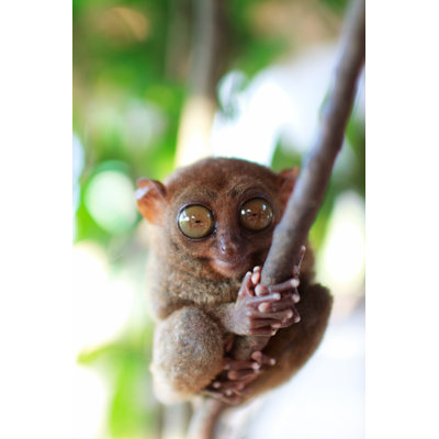 Tarsier by Shalamov - Wrapped Canvas Print