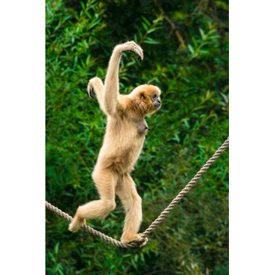 Gibbon Running by Zocha_K