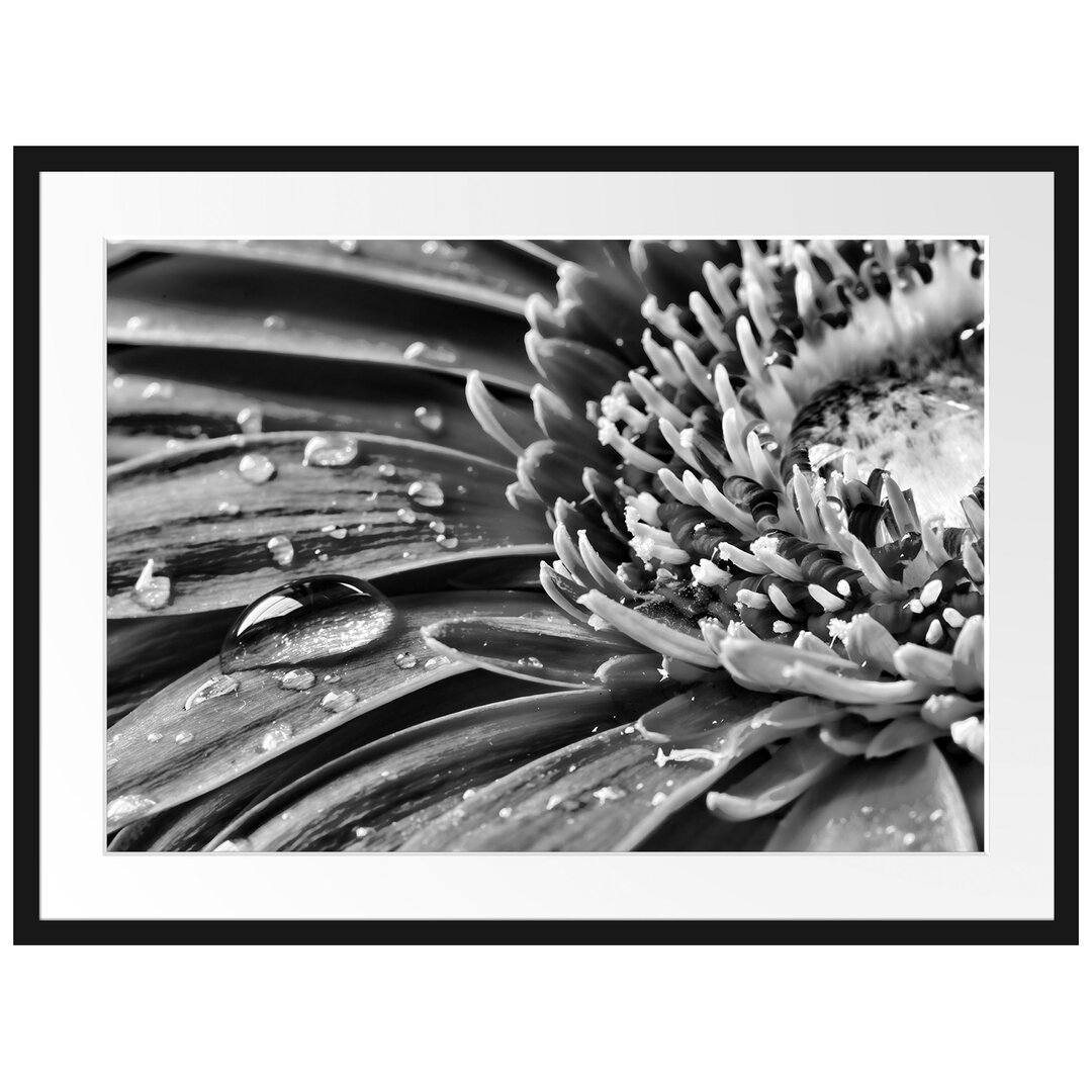 Gerahmtes Poster Gerbera mit Wassertropfen