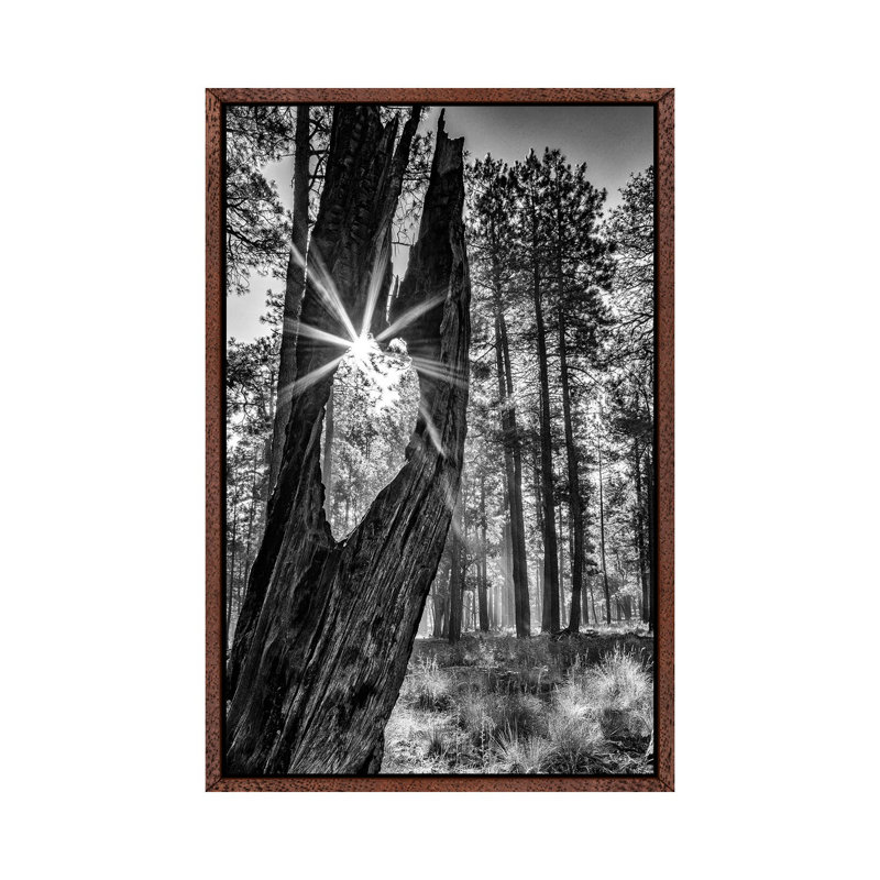 Sunbeam Through Old Tree In Forest - Monochrome by Susan Schmitz - Print on Canvas, 66.04cm H x 45.72cm W x 3.81cm D