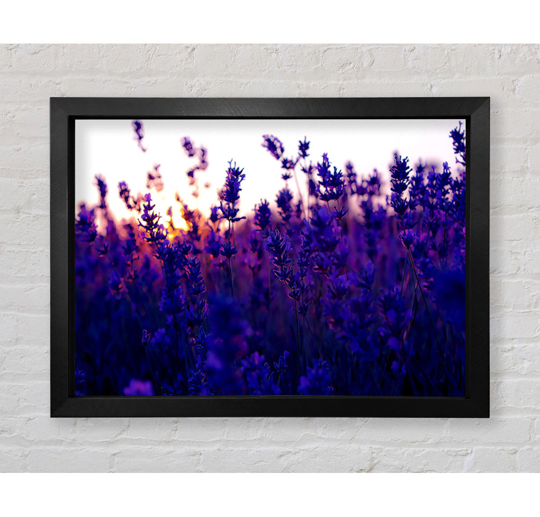 Gerahmtes Wandbild Lavender Field And Sunset