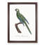 Blue Winged Macaw Parrot by F. Levaillant - Picture Frame Painting Print-55544148-55544145