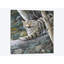 « lynx », impression sur toile-29479871-73551105-73554928