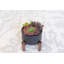 Succulent dans un pot-29552760