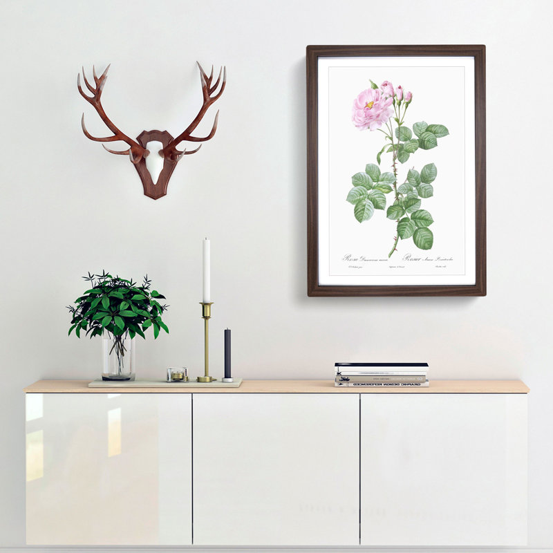Pink Damask Rose by Pierre-Joseph Redoute - Picture Frame Graphic Art Print, 65cm H x 48cm W x 2cm D, Walnut Framed