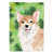 Corgi brun sélectionné