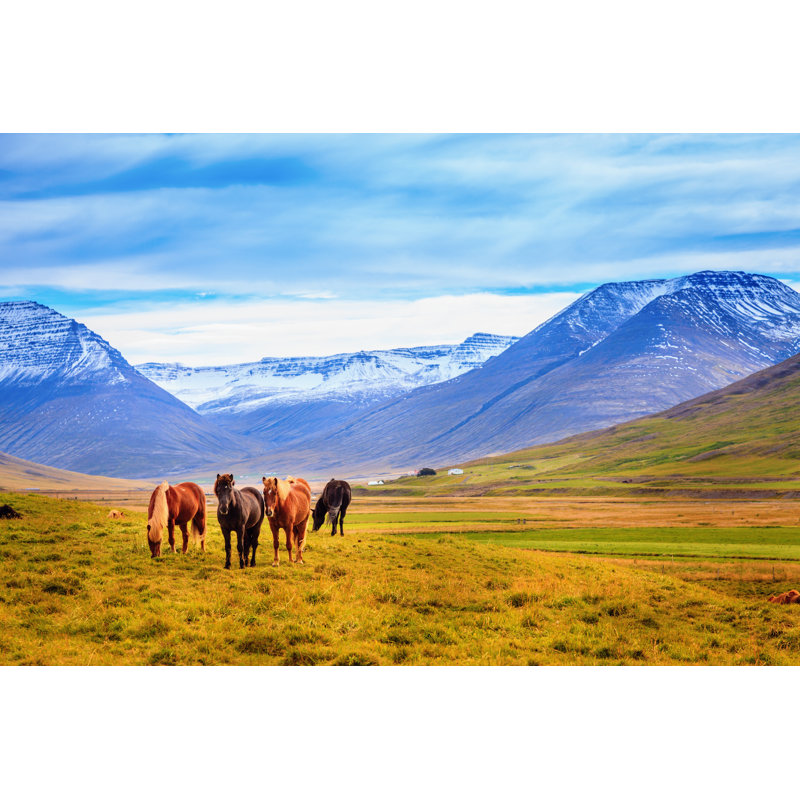Icelandic Ponies - Wrapped Canvas Print, 20cm H x 30cm W x 3.8cm D