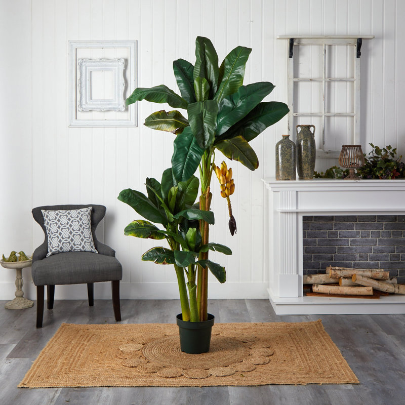 Triple Stalk Banana Tree