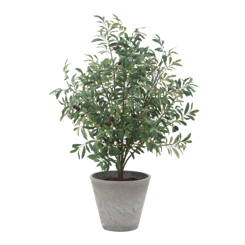 Uttermost Marisol Potted Olive Plant