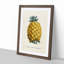 Illustration of a Pineapple - Framed Print-55641205-55641212