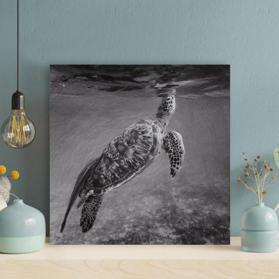 " Black And White Sea Turtle In Water - 1 Piece Square Graphic Art Print On Wrapped Canvas " Painting Print