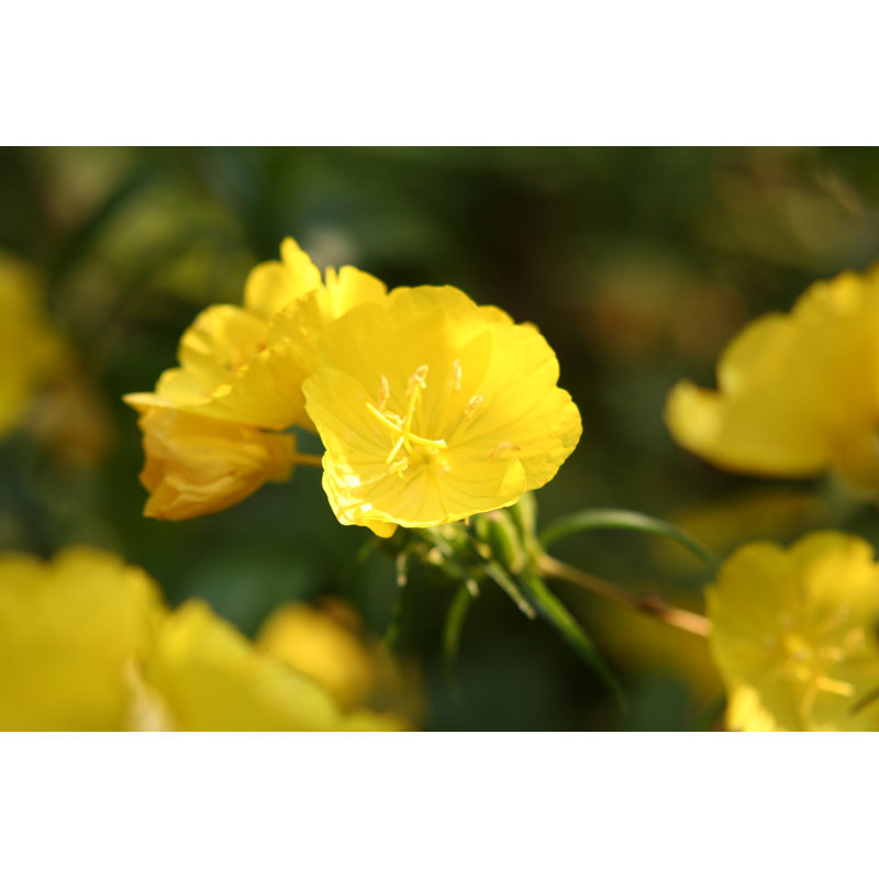 Evening Primcase by Bullyphoto - Wrapped Canvas Print, 30cm H x 46cm W x 3.8cm D	