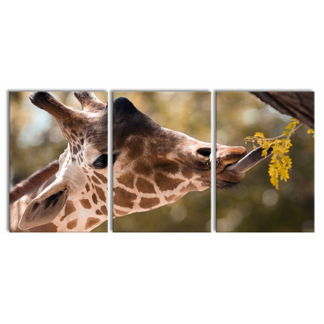 3-tlg. Leinwandbilder-Set Giraffe Face