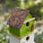 Jaquelyne 14 in x 7 in x 5 in Birdhouse