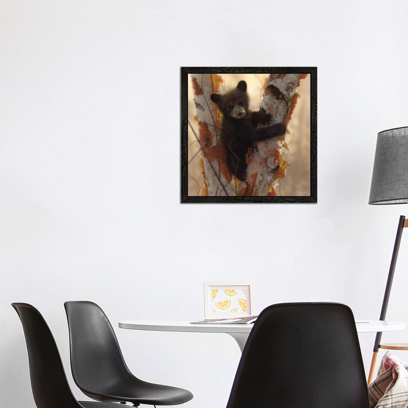 Curious Black Bear Cub I by Collin Bogle - Print on Canvas, 45.72 cm H x 45.72 cm W, Black Framed