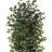  8ft. Ficus Tree