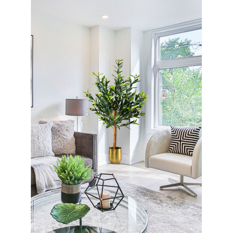 Arbre olive en pot