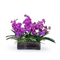 ORCHID VANDA IN GLASS