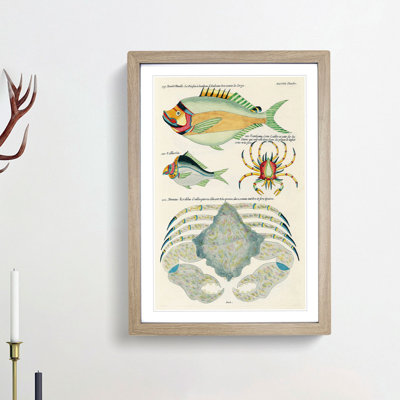 East Indies Fish & Crab Illustrations XLVIII by Louis Renard - Picture Frame Painting Print