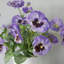 Silk Pansy Faux Floral-885262284