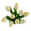 Fausse tulipe Tucson-1761452369-1761452364
