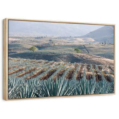 Téquila Jalisco Agave Field