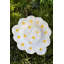 Maria Flor Centerpiece Daisy 18"