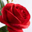 Pulvérisateur de rose artificiel-1476164142
