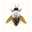 Abeille sur toile par Sasha-90734226