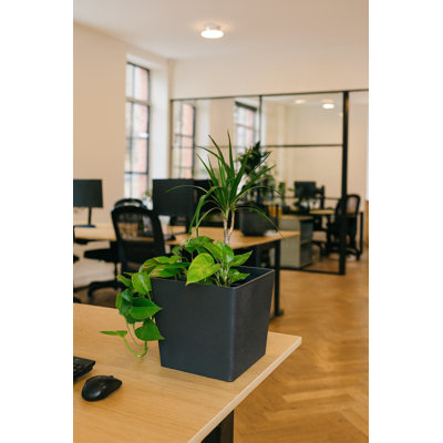 Daisy Square Stone Effect Planter Pot, Indoor and Outdoor Plant Pot, Frost Resistant with Drainage Hole