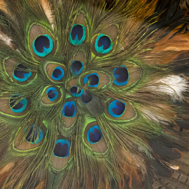 Abstract Feather Print