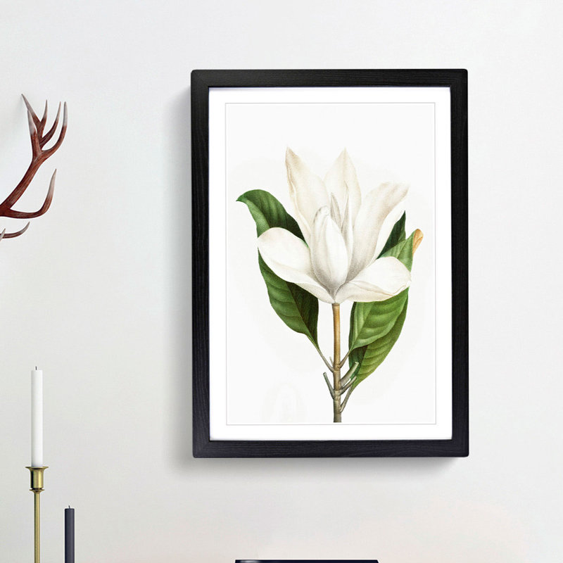 White Southern Magnolia Flower by Pierre-Joseph Redoute - Framed Print, 36cm H x 27cm W x 2cm D, Black Framed
