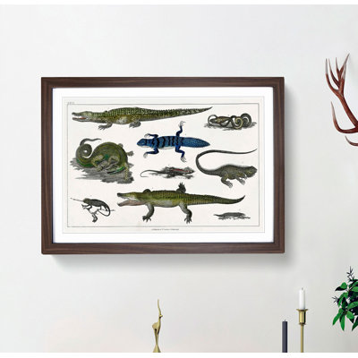 Various Reptiles XXVII by Oliver Goldsmith - Picture Frame Painting Print