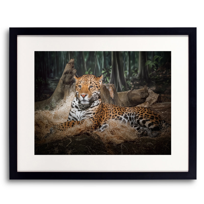 Majestic Leopard par Scott Norris