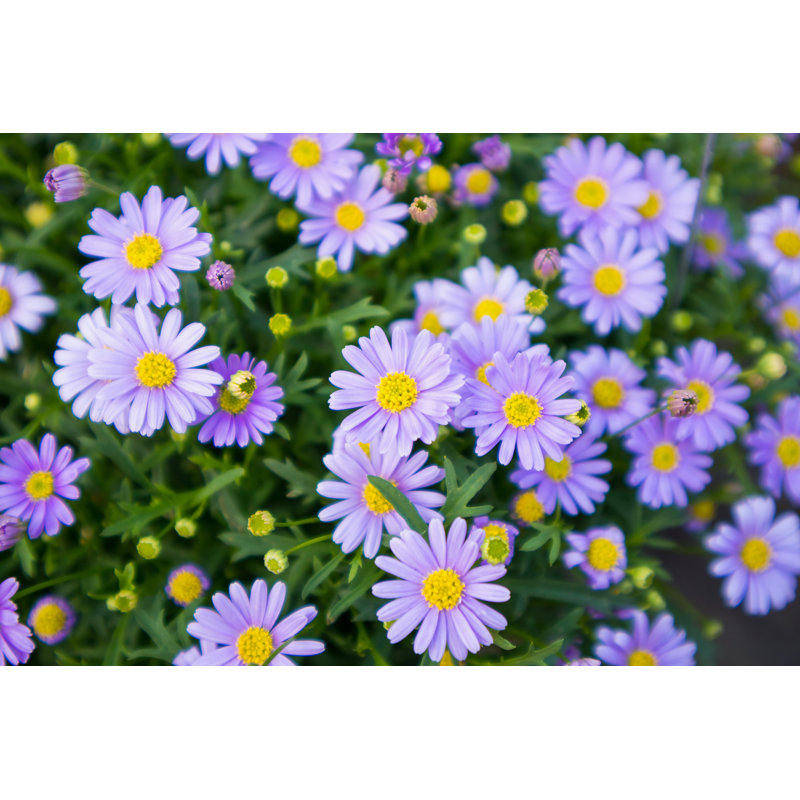 Blue Daisy Flowers - Wrapped Canvas Print, 20cm H x 30cm W x 3.8cm D