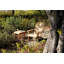 Adirondack Outdoor Teak Armchair
